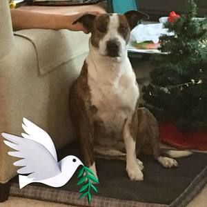 Meet your Posher, Pat